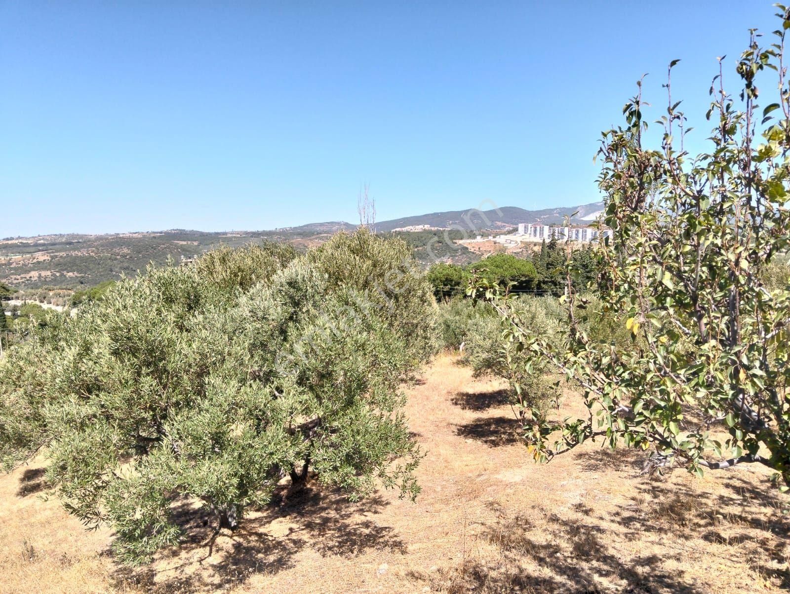 Ağaçli Deniz Manzaralı İmar Kapsamında Zeytinlik - Görsel 15