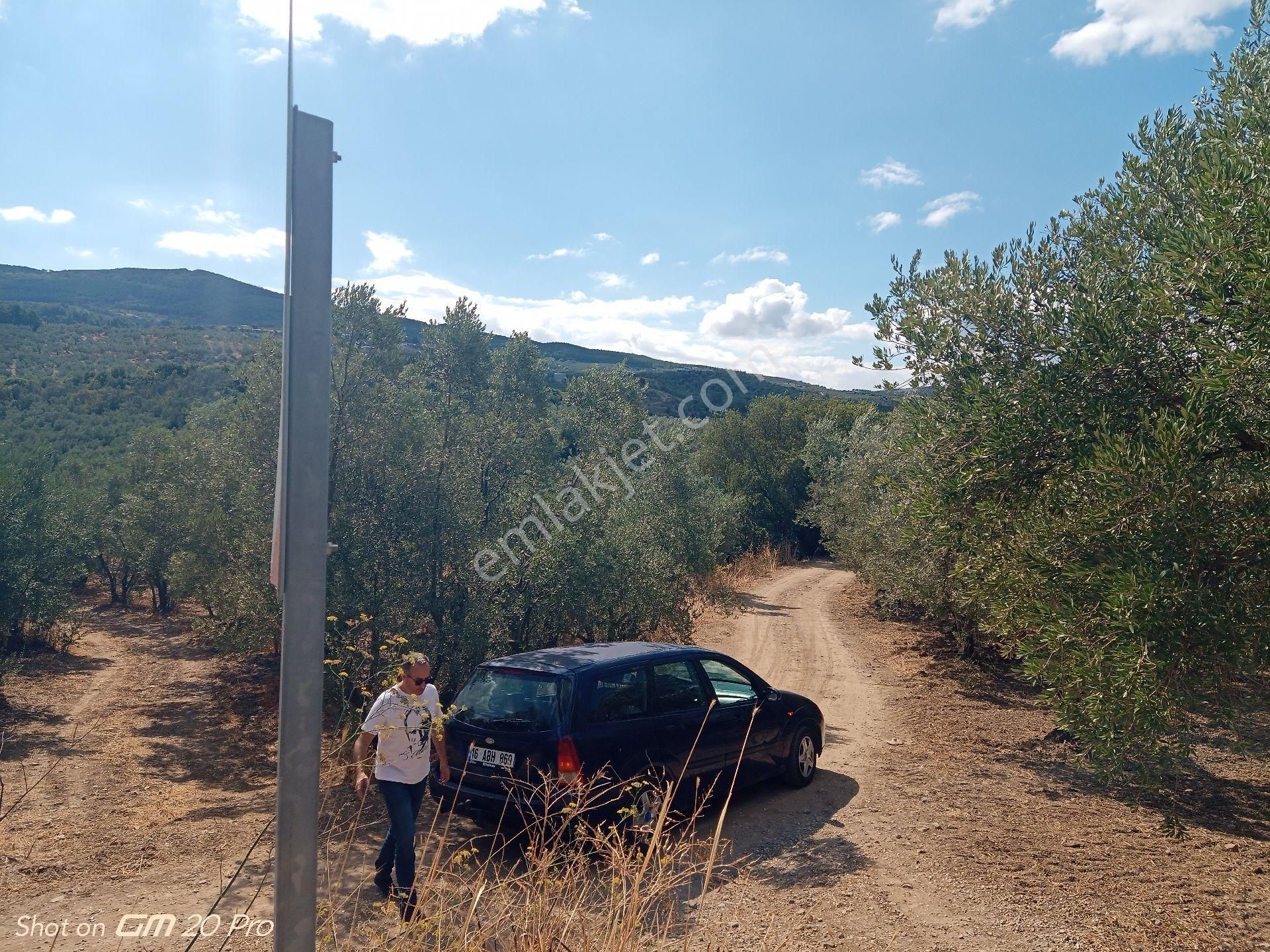 Asfalta Cepheli 4.690 M² Satılık Zeytinlik – Tirilye - Görsel 7