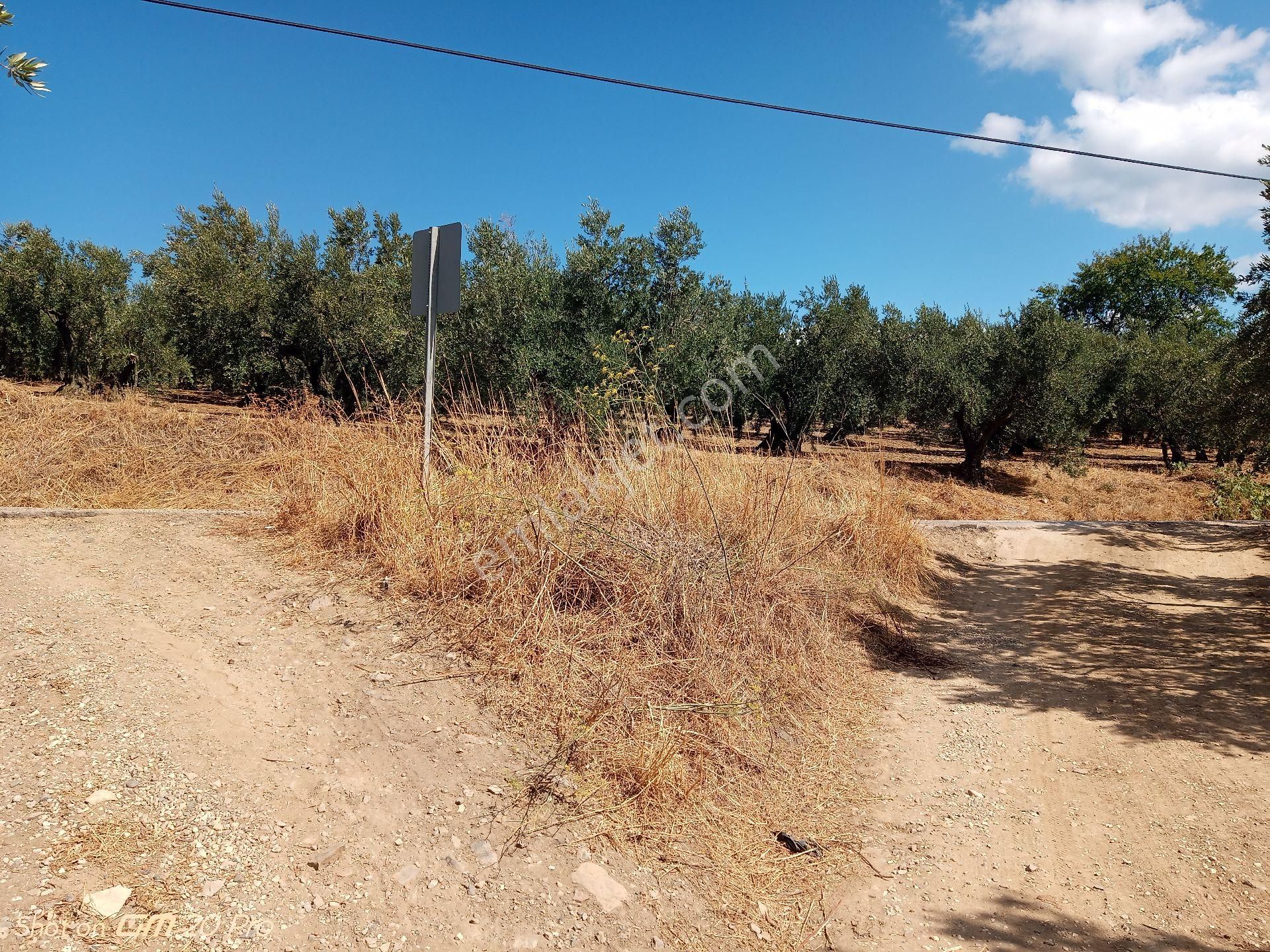 Asfalta Cepheli 4.690 M² Satılık Zeytinlik – Tirilye - Görsel 2