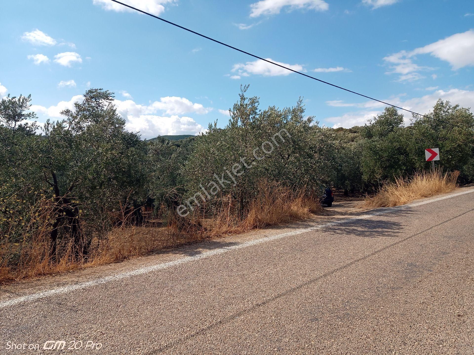 Asfalta Cepheli 4.690 M² Satılık Zeytinlik – Tirilye - Görsel 9