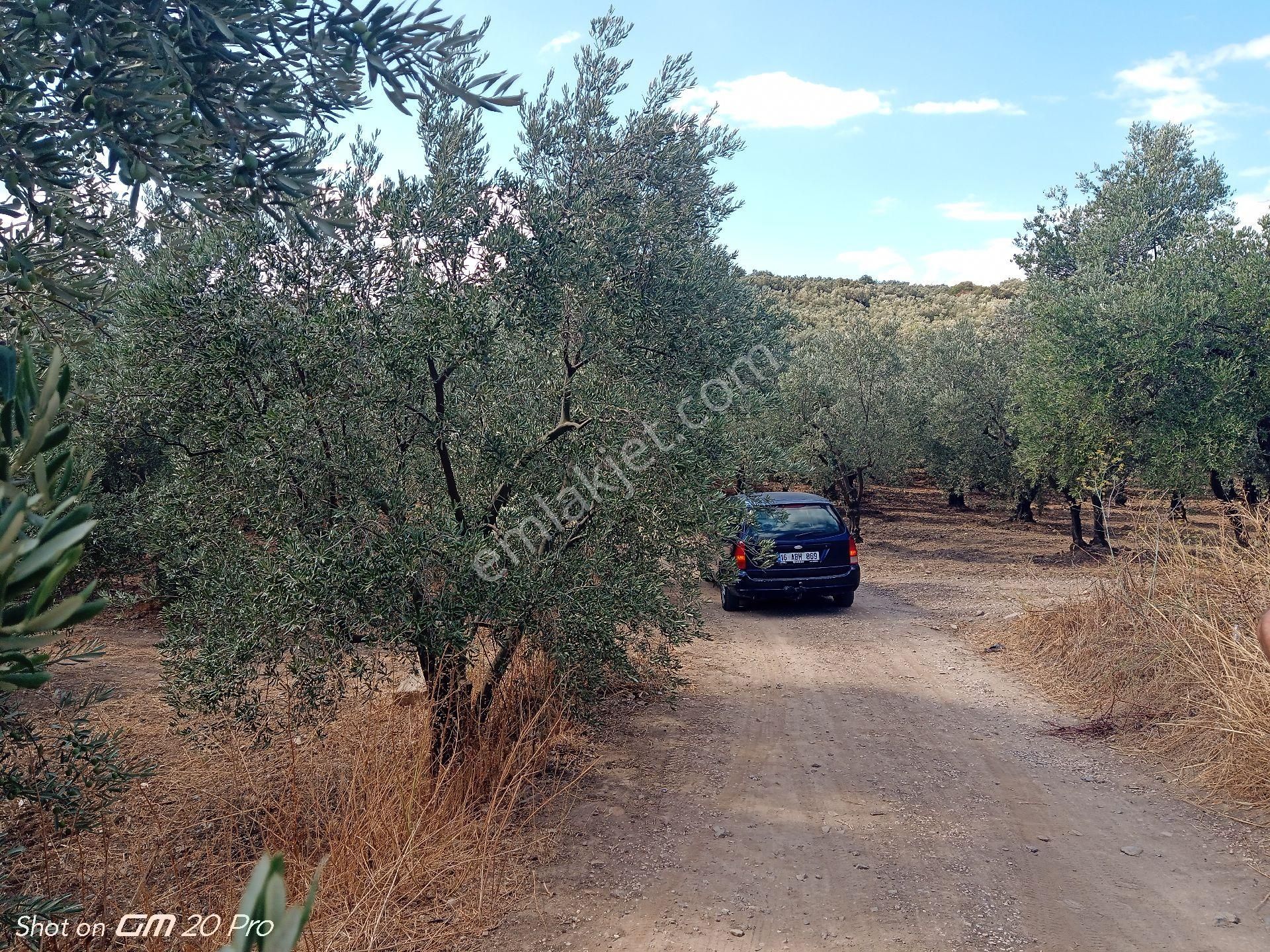Asfalta Cepheli 4.690 M² Satılık Zeytinlik – Tirilye - Görsel 10