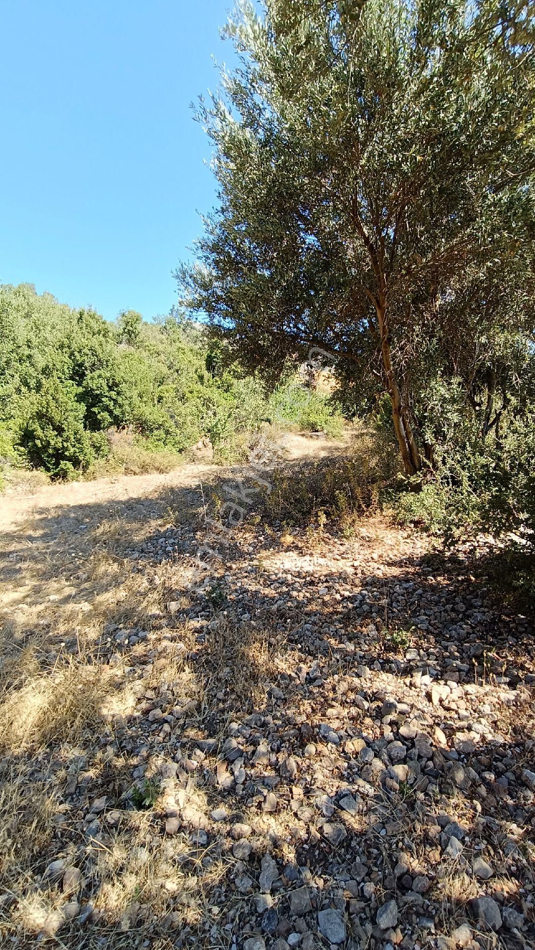 🔷joker: Marmaris Söğüt Deniz Manzaralı Satılık Tarla - Görsel 14