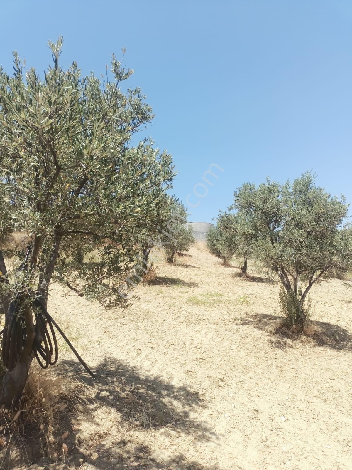 Gördes De Satılık 17.800 M2 Trile Zeytin Bahçesi 2.850.000 Tl - Görsel 3
