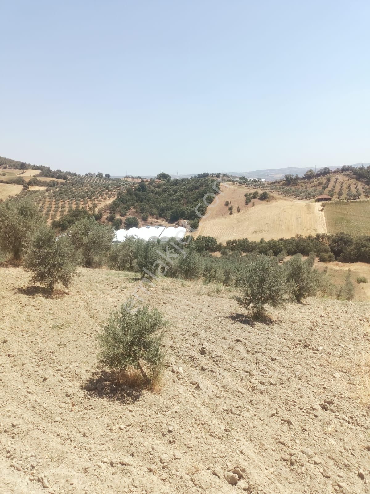 Gördes De Satılık 17.800 M2 Trile Zeytin Bahçesi 2.850.000 Tl - Görsel 4