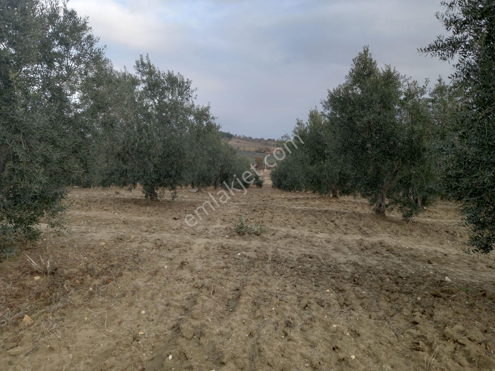 Gördes De Satılık 17.800 M2 Trile Zeytin Bahçesi 2.850.000 Tl - Görsel 7