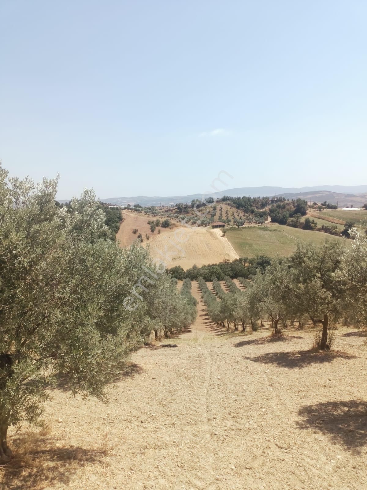 Gördes De Satılık 17.800 M2 Trile Zeytin Bahçesi 2.850.000 Tl - Görsel 10