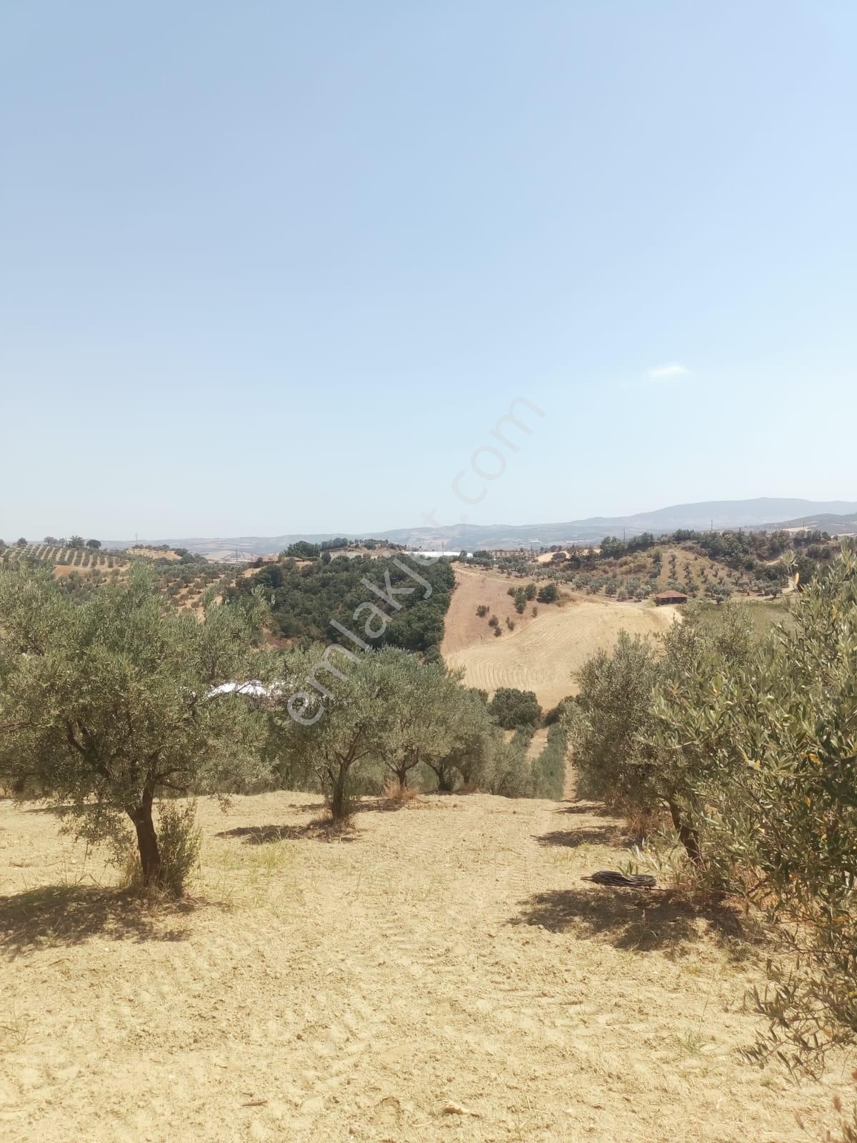 Gördes De Satılık 17.800 M2 Trile Zeytin Bahçesi 2.850.000 Tl - Görsel 6