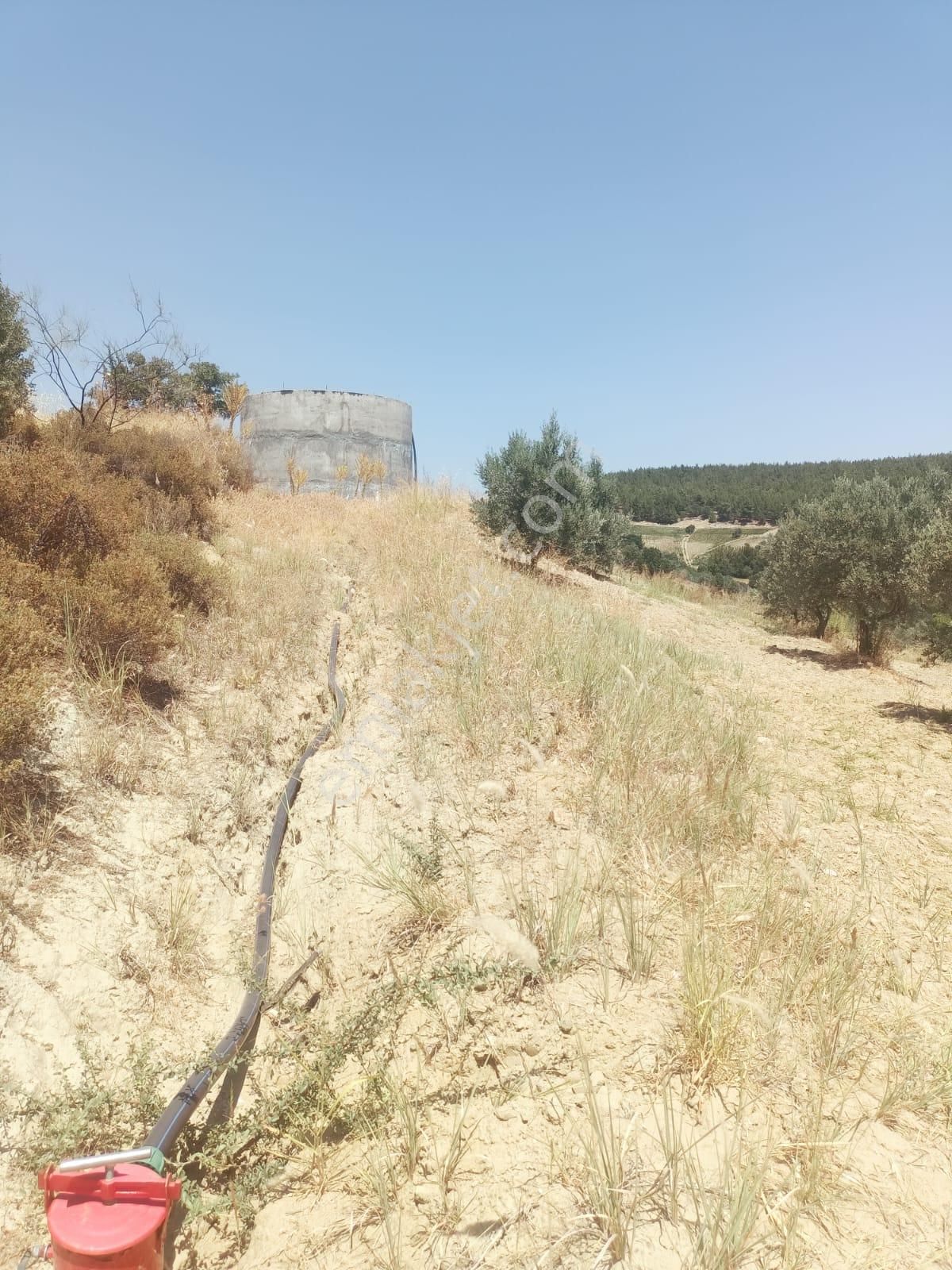 Gördes De Satılık 17.800 M2 Trile Zeytin Bahçesi 2.850.000 Tl - Görsel 9