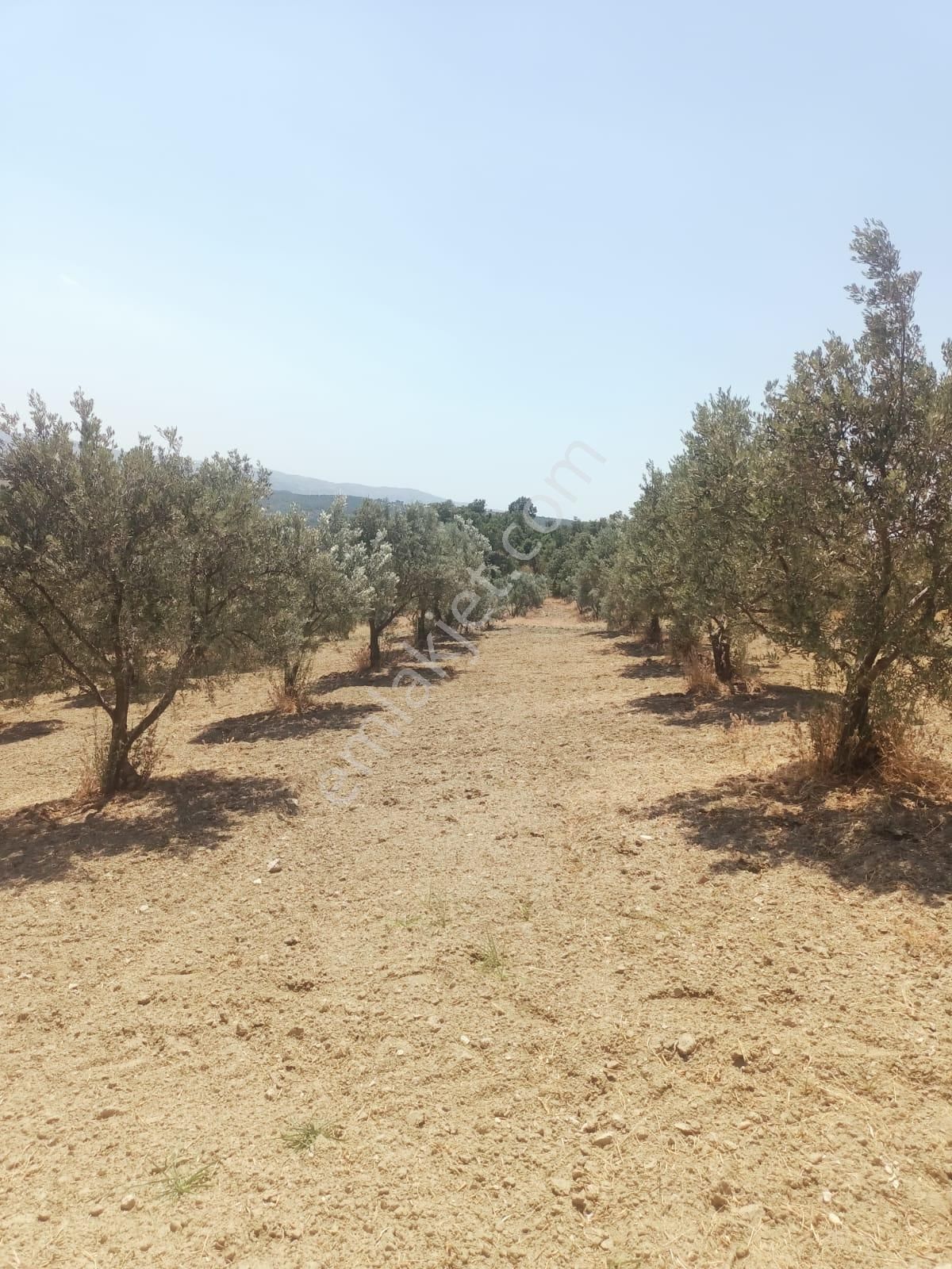 Gördes De Satılık 17.800 M2 Trile Zeytin Bahçesi 2.850.000 Tl - Görsel 5