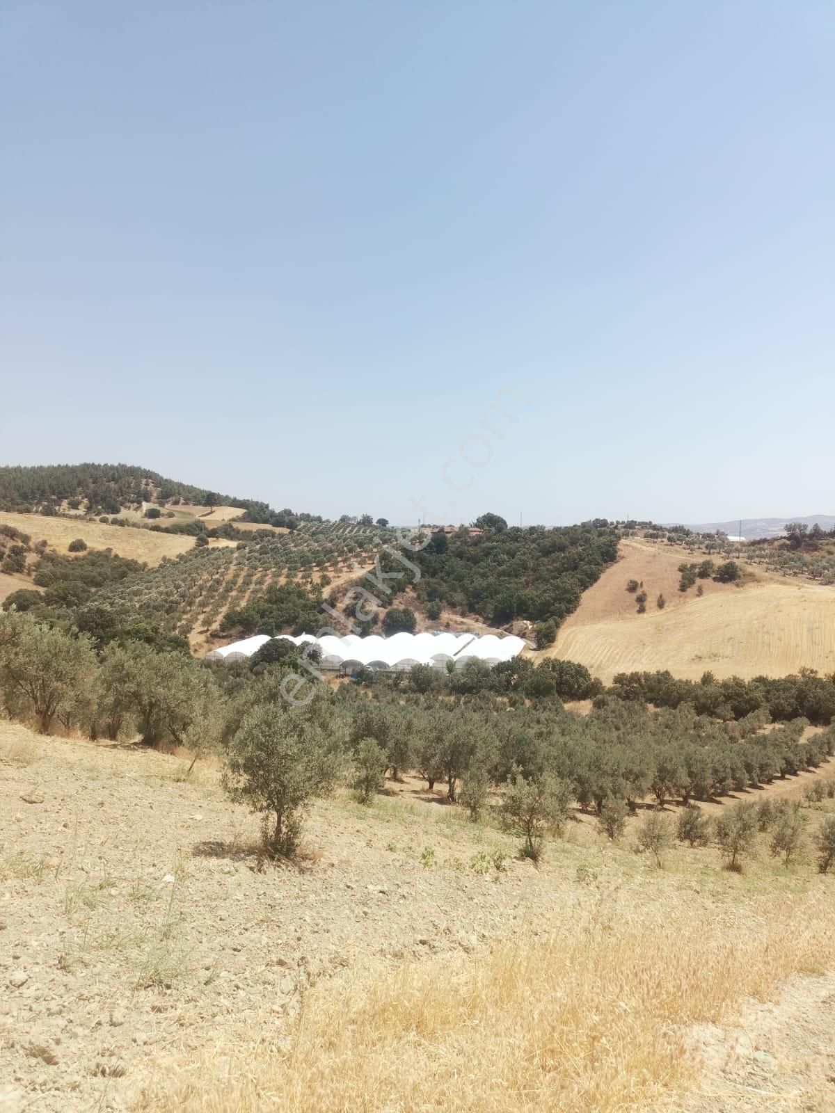 Gördes De Satılık 17.800 M2 Trile Zeytin Bahçesi 2.850.000 Tl - Görsel 12