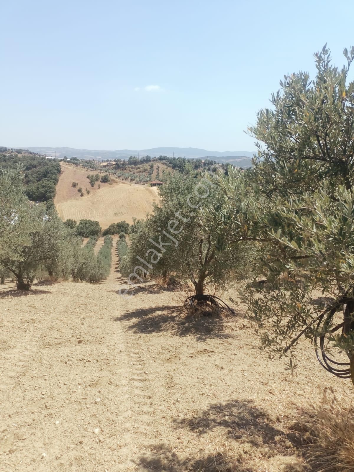 Gördes De Satılık 17.800 M2 Trile Zeytin Bahçesi 2.850.000 Tl - Görsel 8