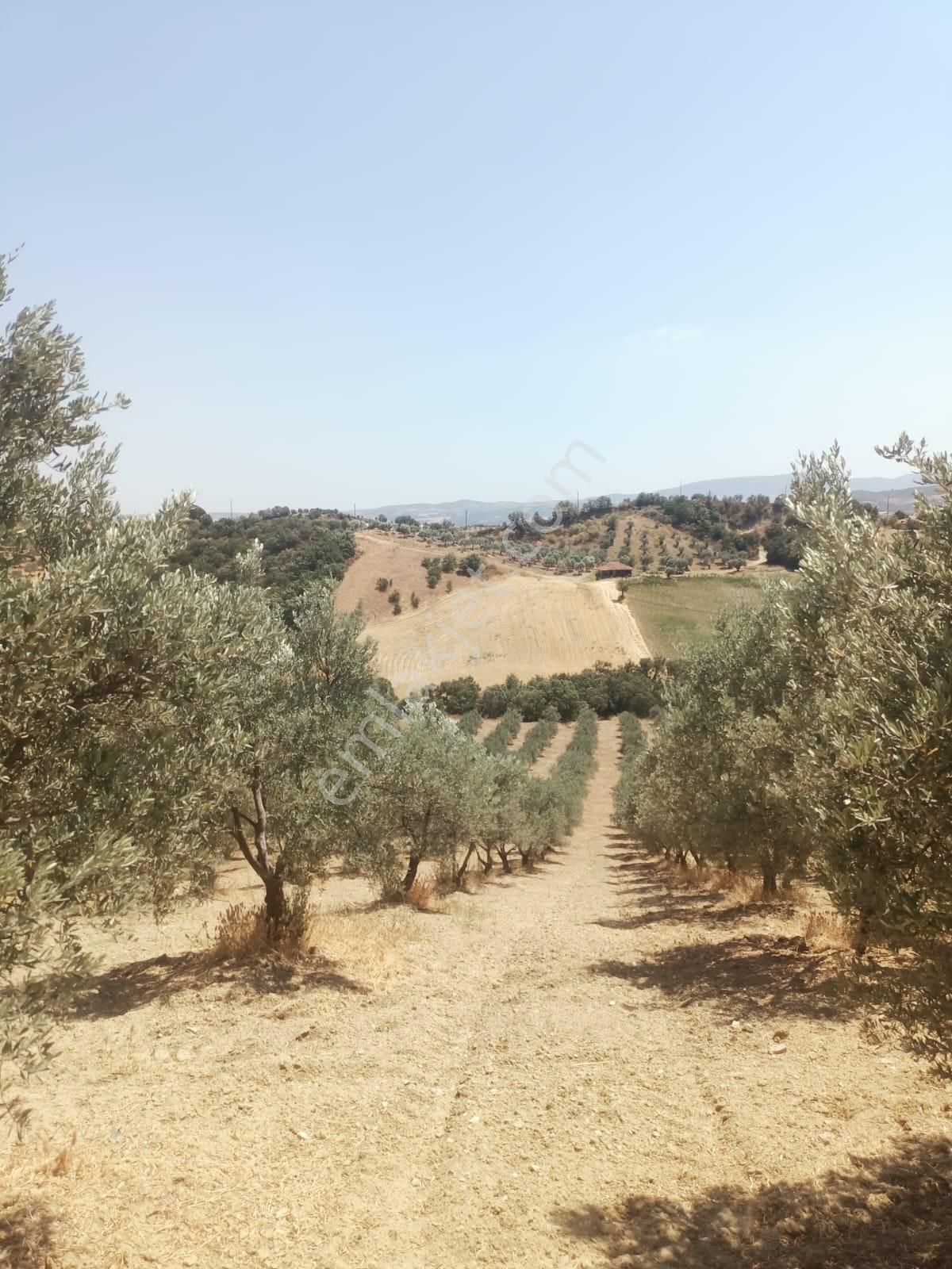 Gördes De Satılık 17.800 M2 Trile Zeytin Bahçesi 2.850.000 Tl - Görsel 2
