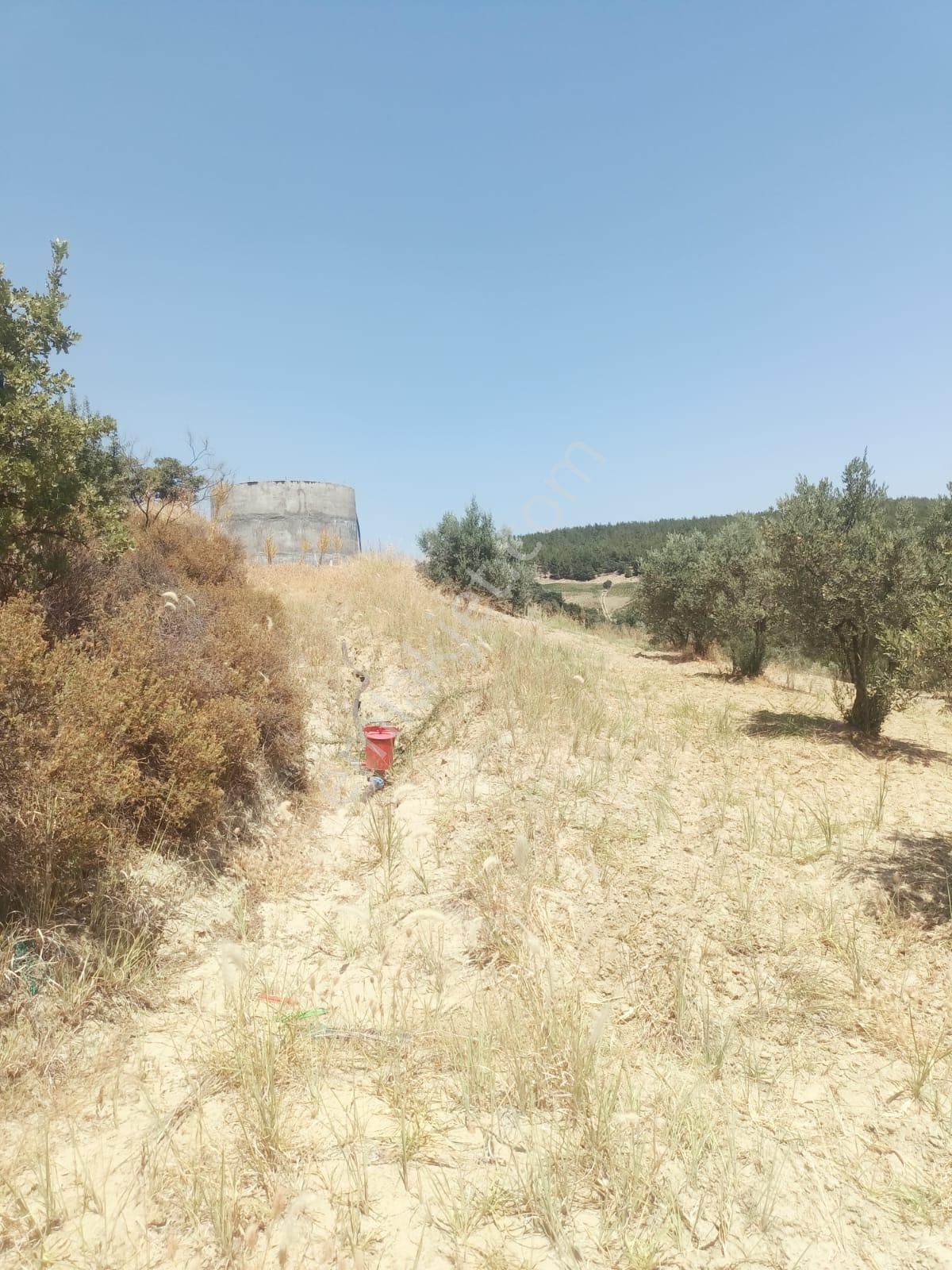 Gördes De Satılık 17.800 M2 Trile Zeytin Bahçesi 2.850.000 Tl