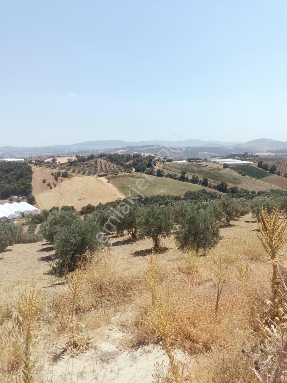 Gördes De Satılık 17.800 M2 Trile Zeytin Bahçesi 2.850.000 Tl - Görsel 11