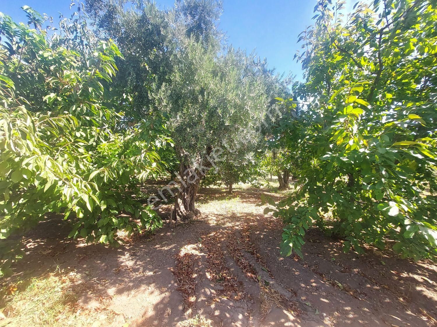 Yukarı Kızılca'da Yatırımlık Fırsat! 7.400 M² Mükemmel Konumda Bahçe Satılık - Görsel 3
