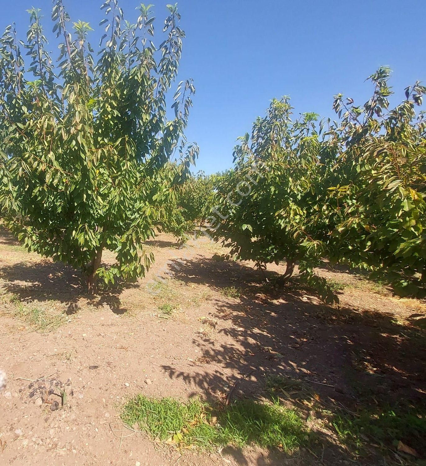 Yukarı Kızılca'da Yatırımlık Fırsat! 7.400 M² Mükemmel Konumda Bahçe Satılık - Görsel 15