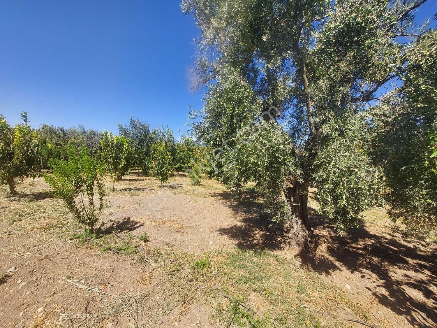 Yukarı Kızılca'da Yatırımlık Fırsat! 7.400 M² Mükemmel Konumda Bahçe Satılık - Görsel 10
