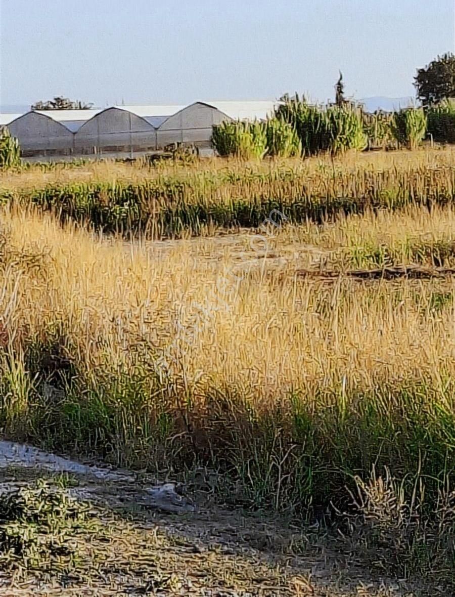 Foça Gerenköyde 600 M2 Kupon Bahçe Acil Satılık - Görsel 4