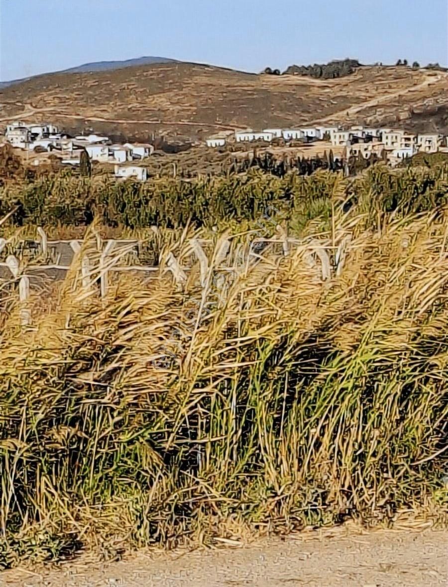 Foça Gerenköyde 600 M2 Kupon Bahçe Acil Satılık - Görsel 3