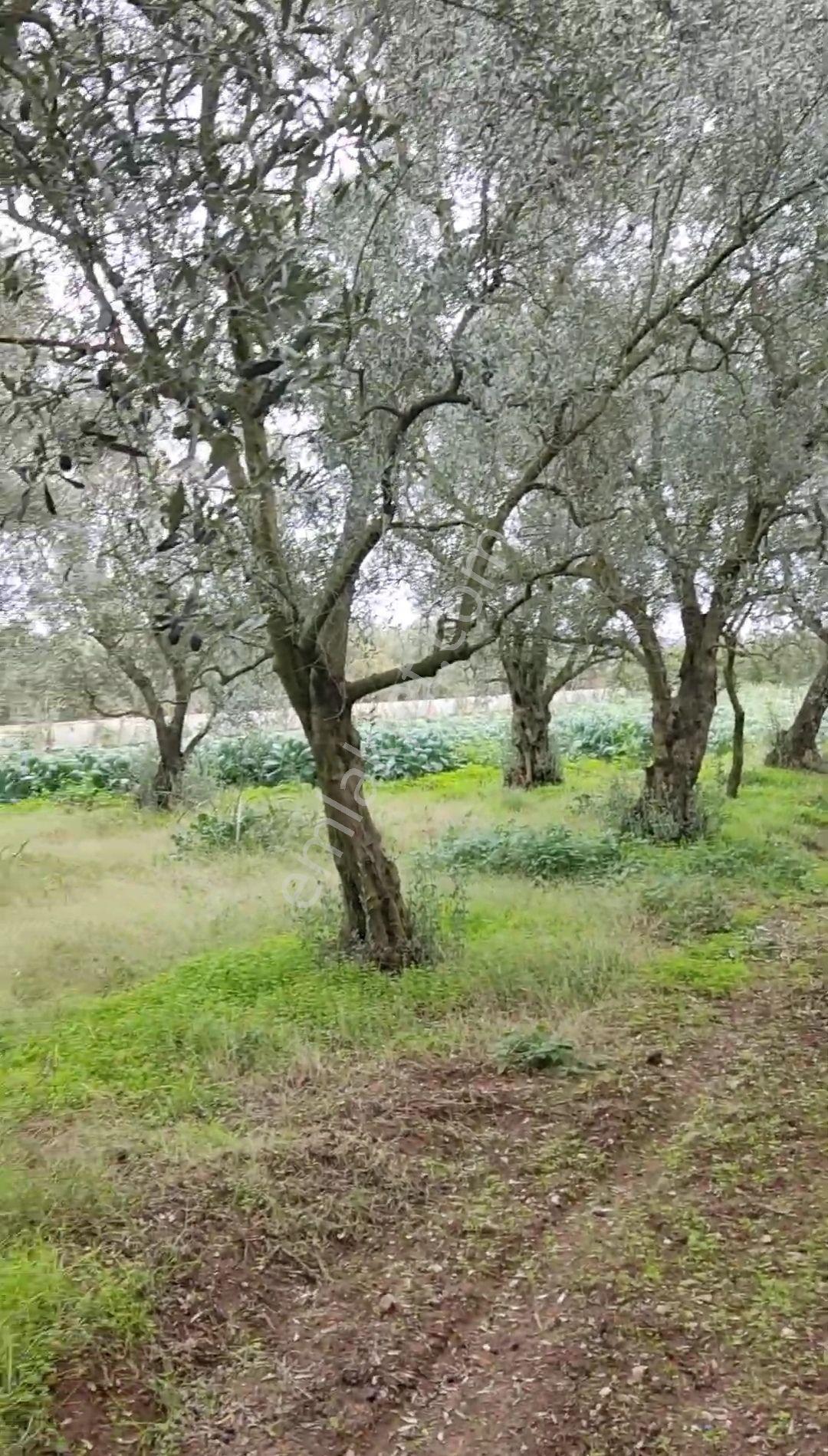 İznikte Sahibinden Satılık 1162 Metre Zeytinlik - Görsel 6