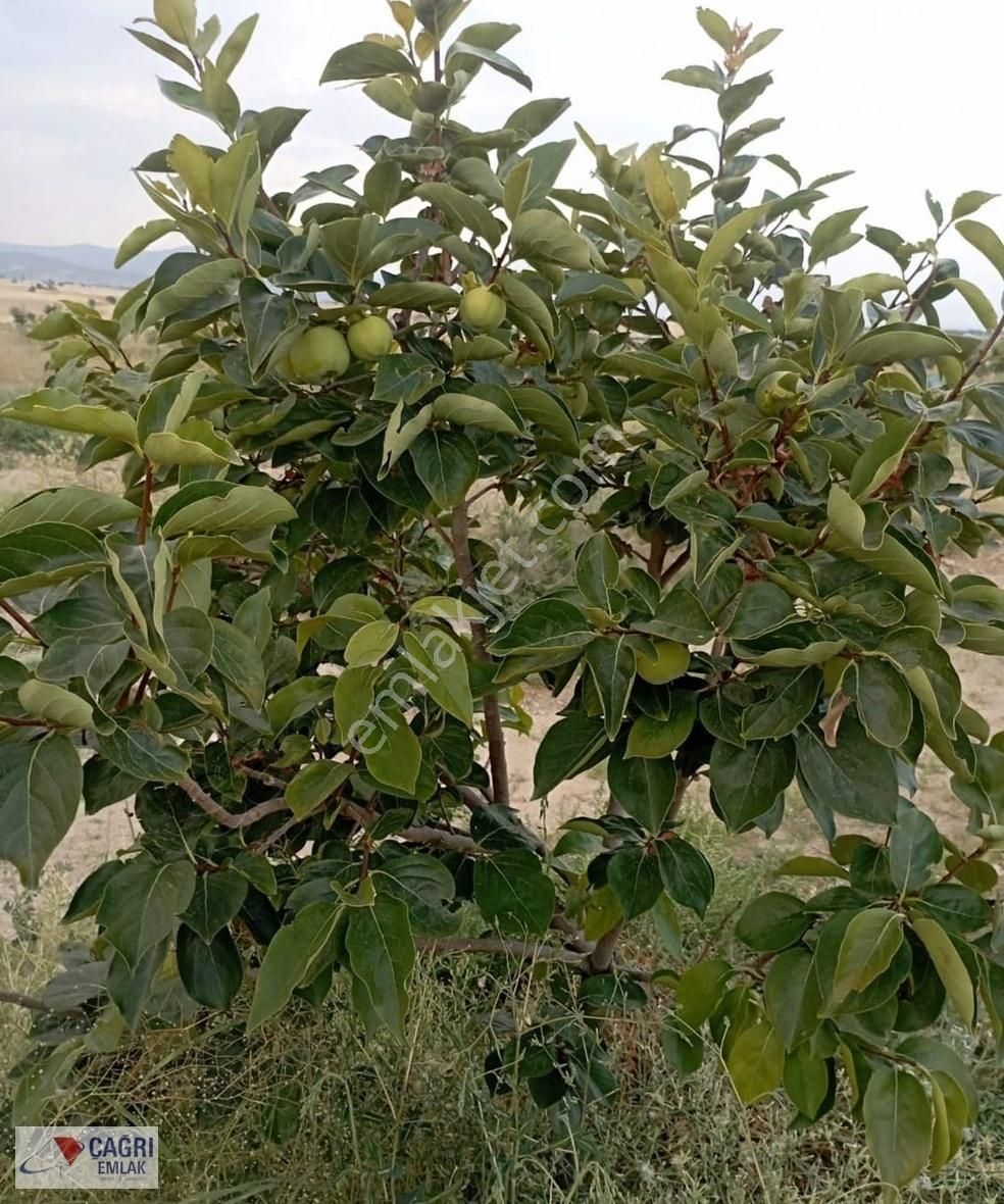Çağrı Emlaktan Korkuteli Kevzerde Satılık Cennet Hurması Bahçesi - Görsel 6