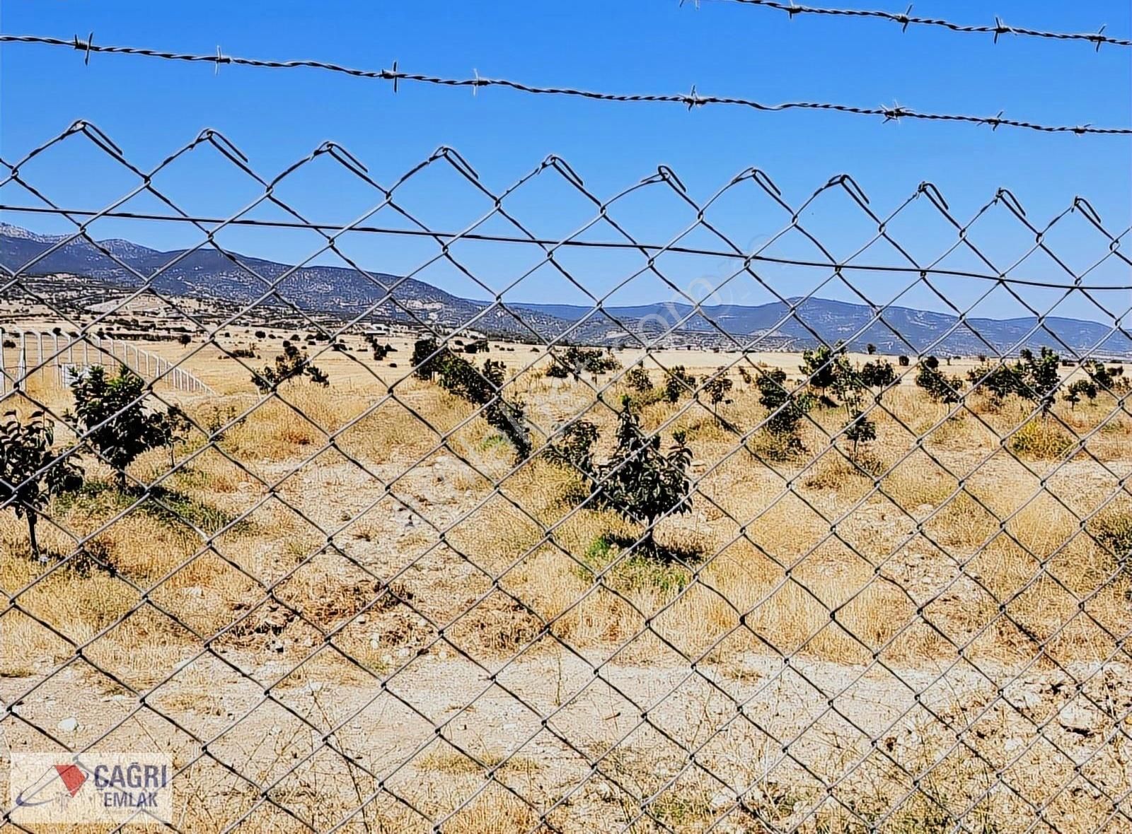 Çağrı Emlaktan Korkuteli Kevzerde Satılık Cennet Hurması Bahçesi - Görsel 5