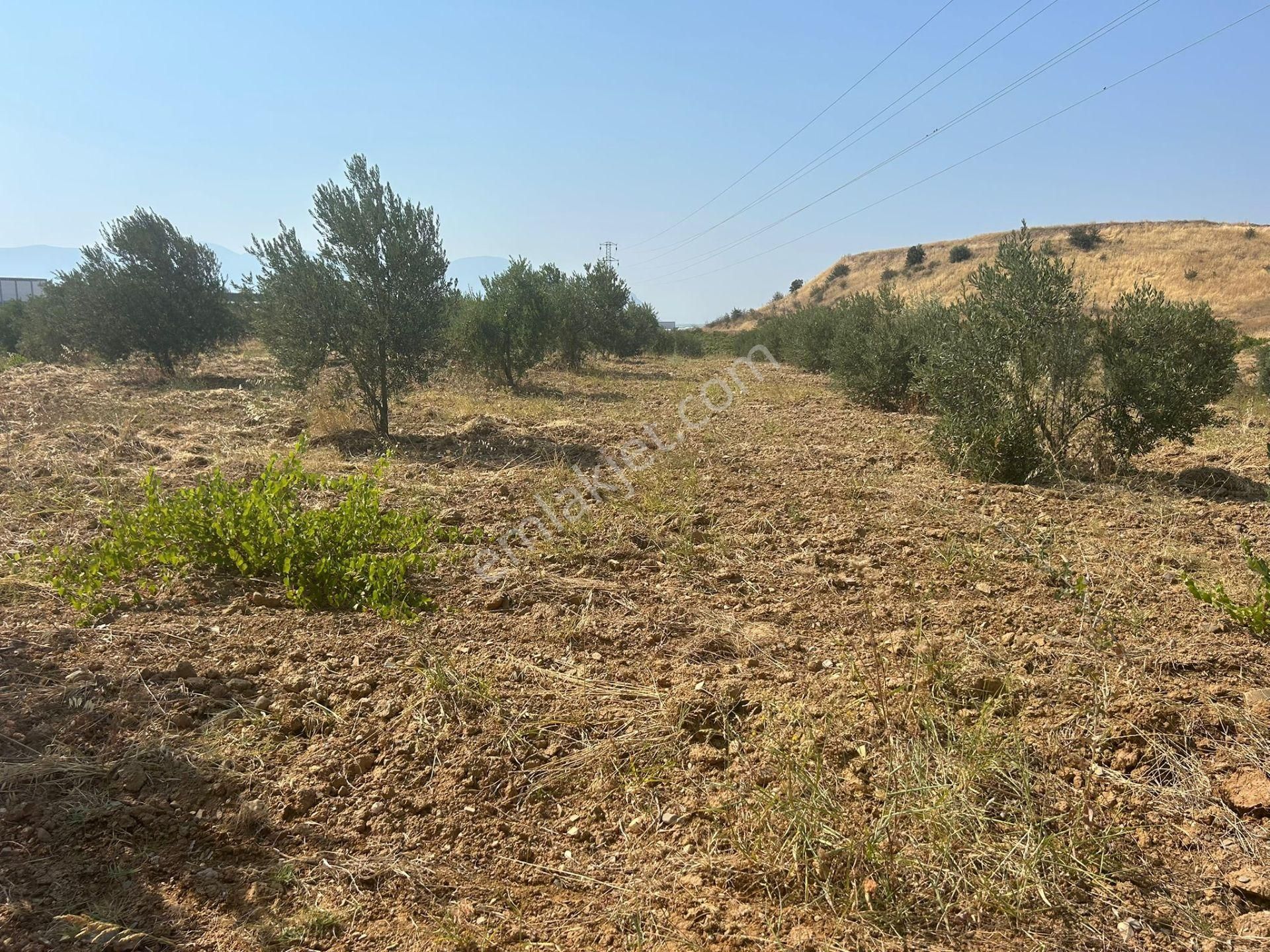 Manisa Turgutlu Çepnidere’de %50 Sanayi İmarlı Kaçırılmayacak Arsa! - Görsel 8