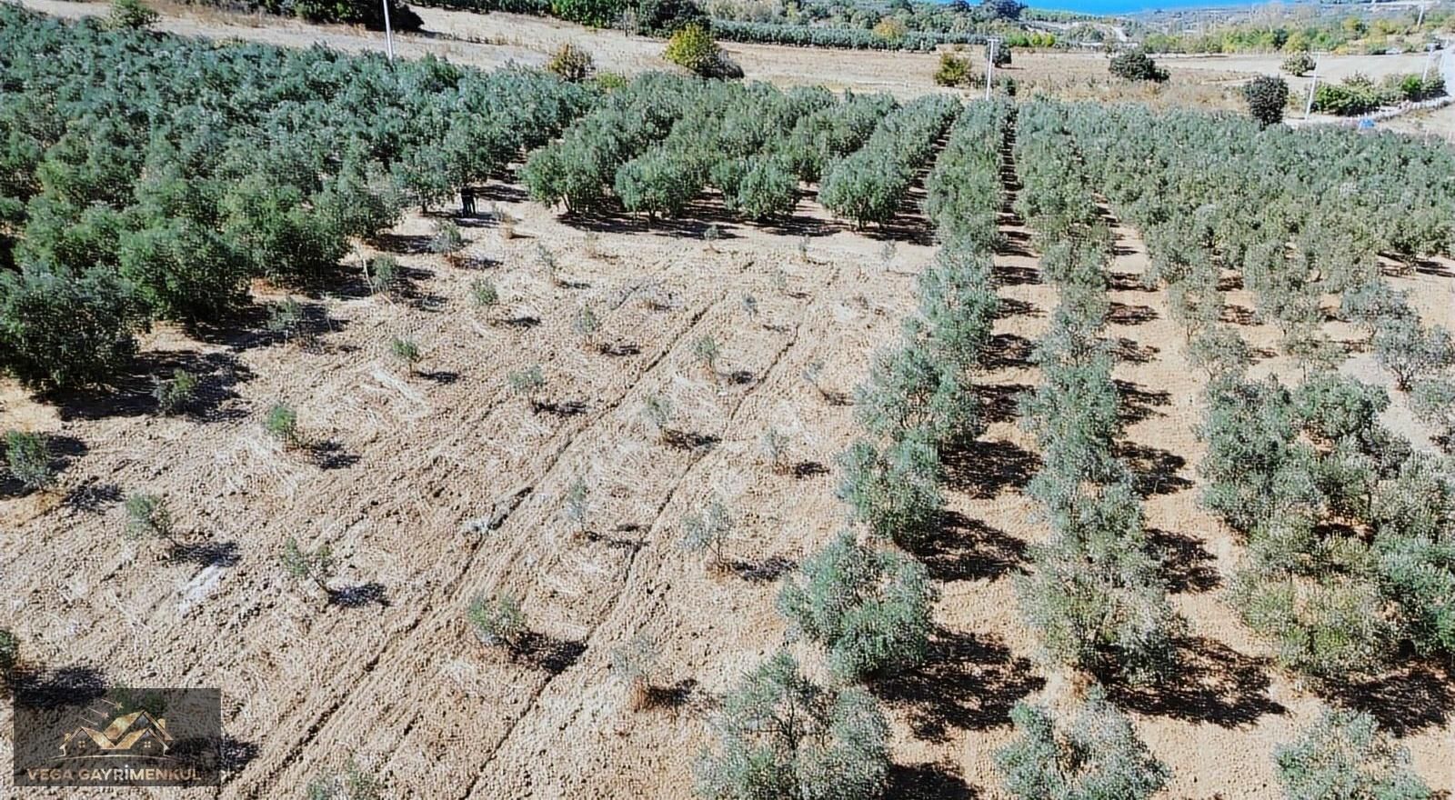 Esence'de Satılık Parseller - Görsel 11