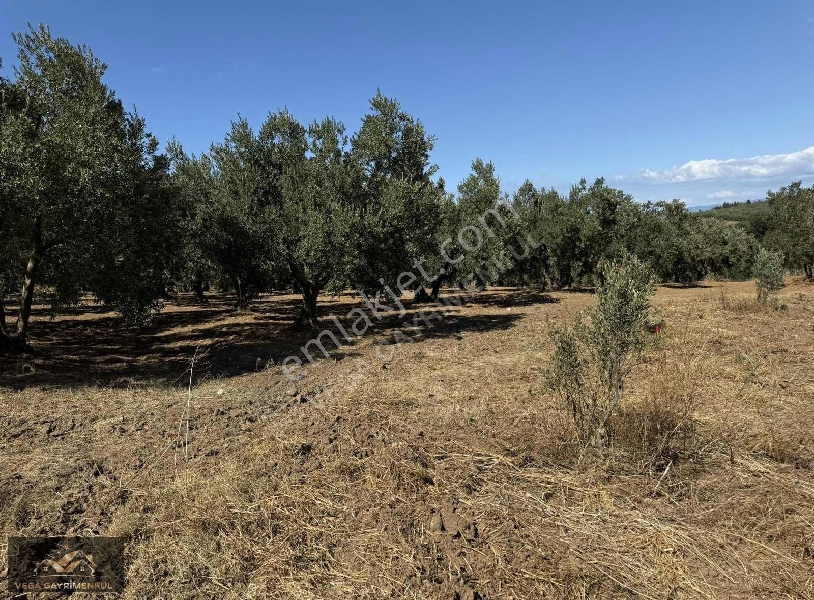 Esence'de Satılık Parseller - Görsel 17