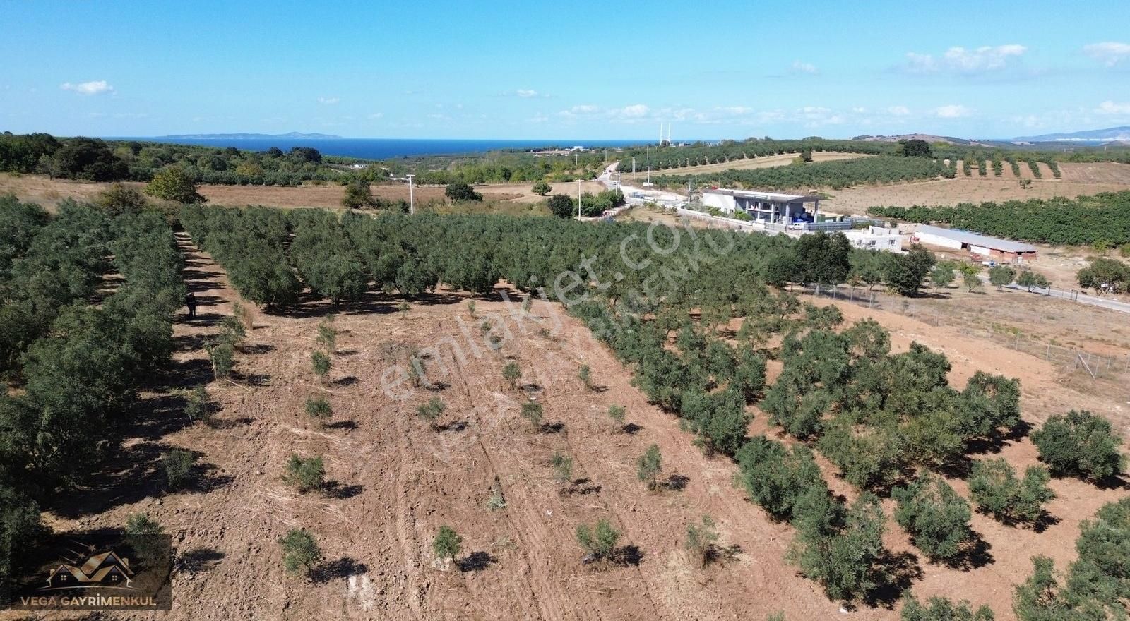 Esence'de Satılık Parseller