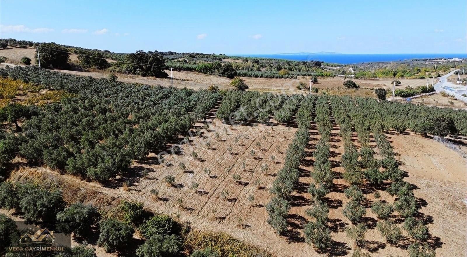 Esence'de Satılık Parseller - Görsel 10