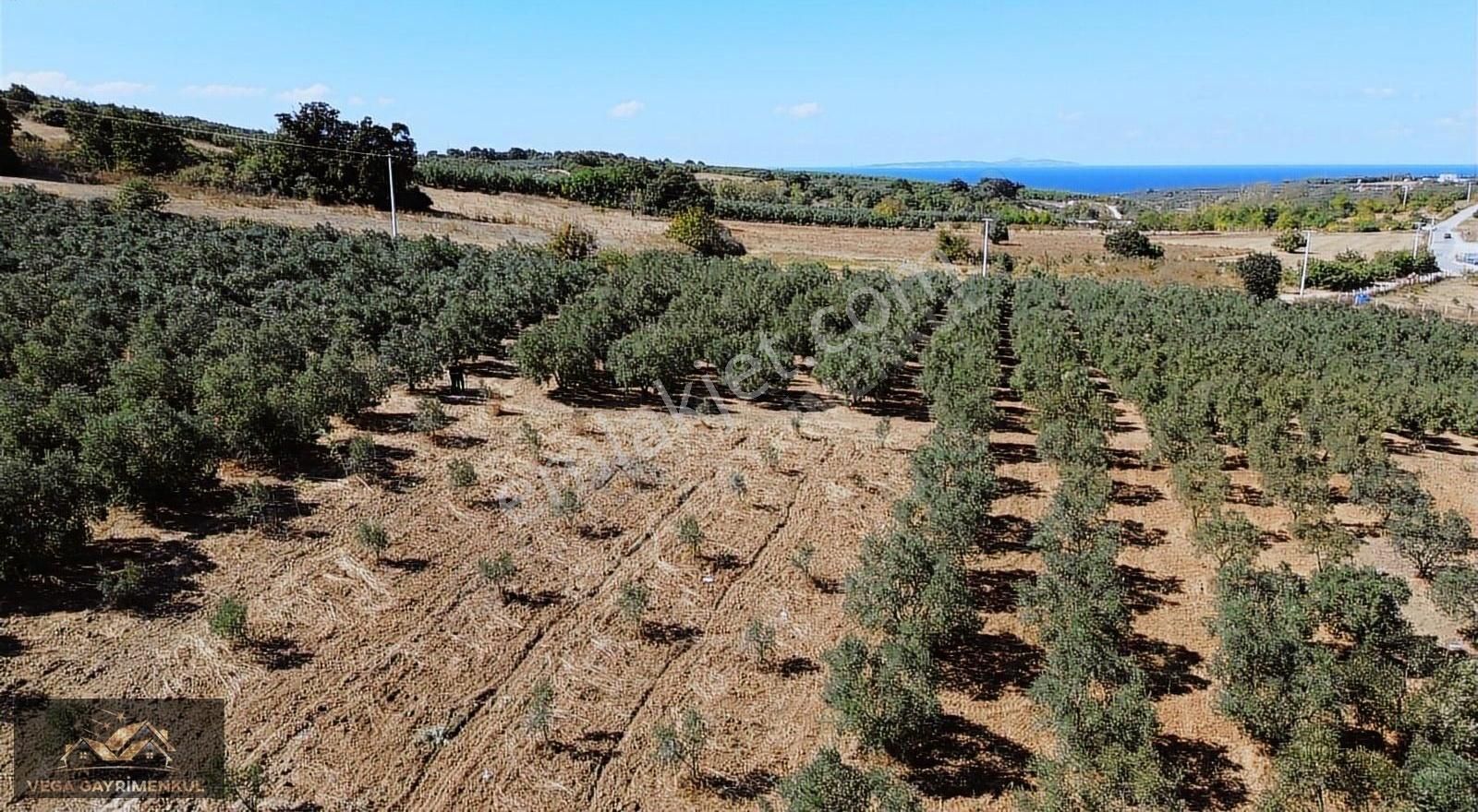 Esence'de Satılık Parseller - Görsel 19