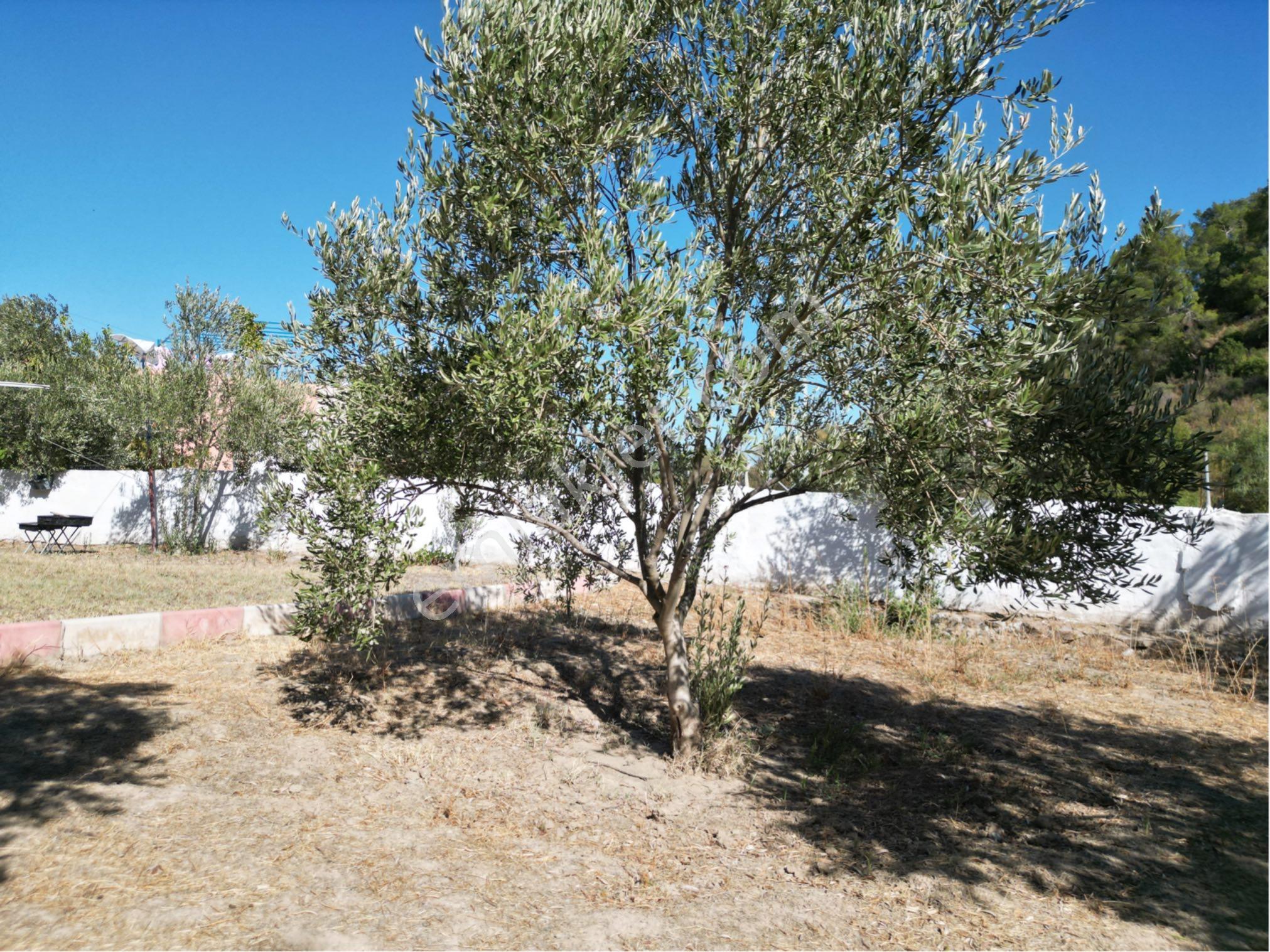 Beyaz Gayrimenkulden Çam Köyde 1.125 M2 Fırsat Villa - Görsel 14