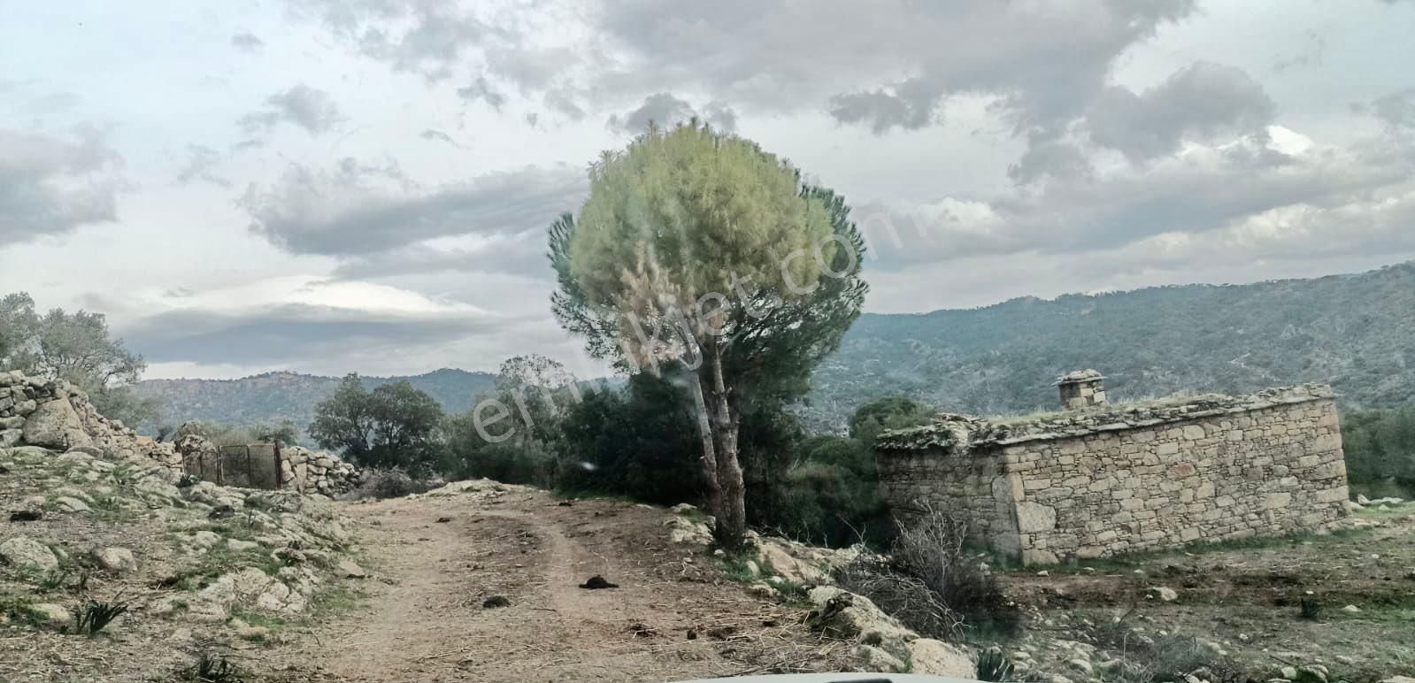 Söke Güzeltepe’de 10 Dönüm Zeytinlik - Görsel 5