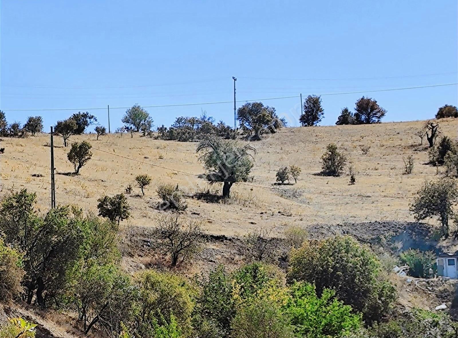 Serince (şüşnaz) Köyünde Satılık Tarla