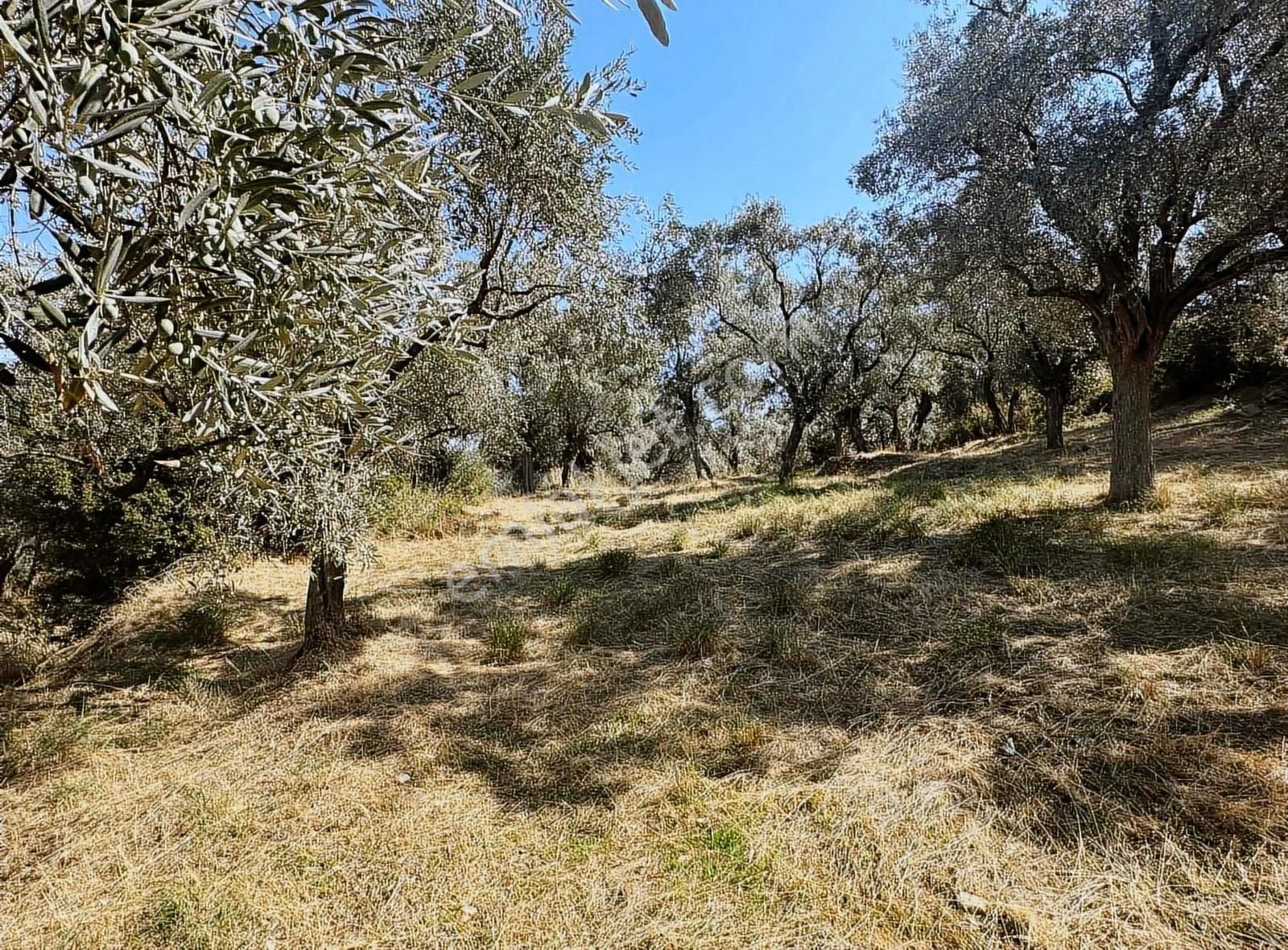 Pek Emlaktan Tirenin Dibinde Satılık Zeytin Bahçesi Manzaralı - Görsel 22