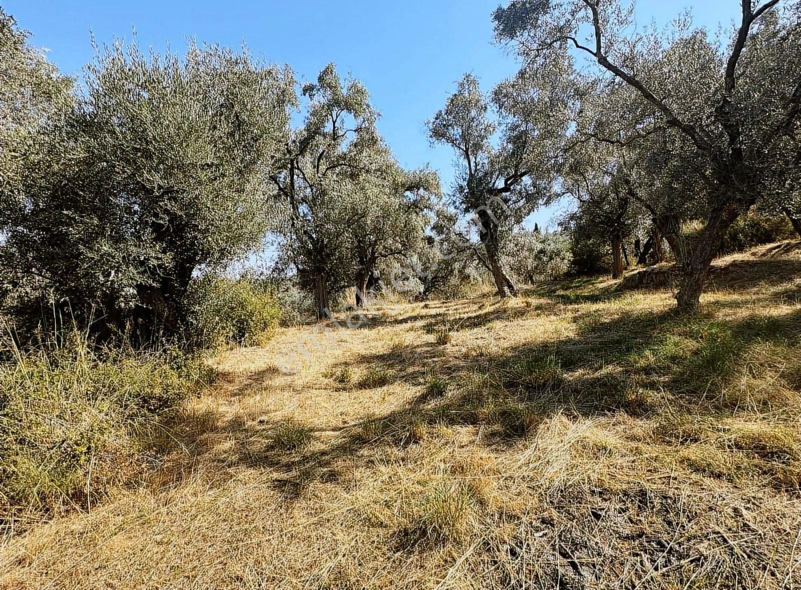 Pek Emlaktan Tirenin Dibinde Satılık Zeytin Bahçesi Manzaralı - Görsel 16