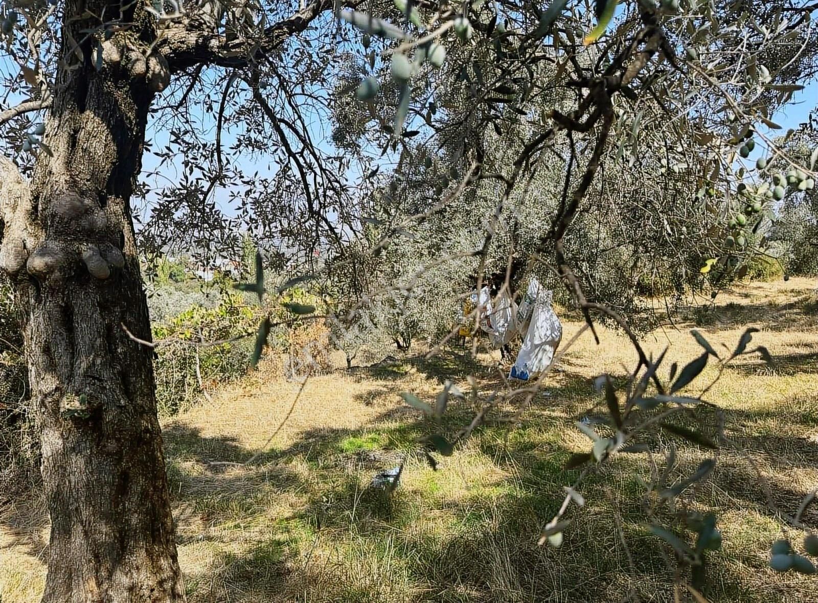 Pek Emlaktan Tirenin Dibinde Satılık Zeytin Bahçesi Manzaralı - Görsel 26