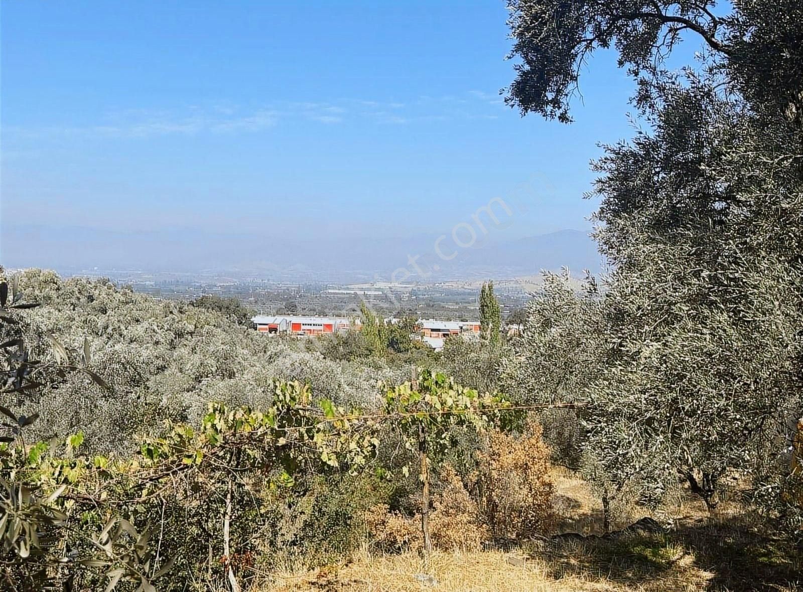 Pek Emlaktan Tirenin Dibinde Satılık Zeytin Bahçesi Manzaralı - Görsel 7