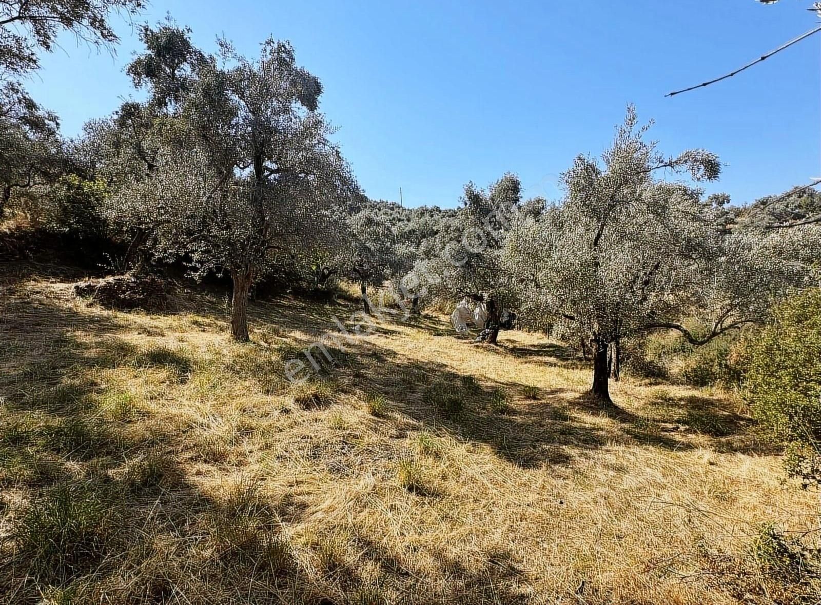 Pek Emlaktan Tirenin Dibinde Satılık Zeytin Bahçesi Manzaralı - Görsel 20