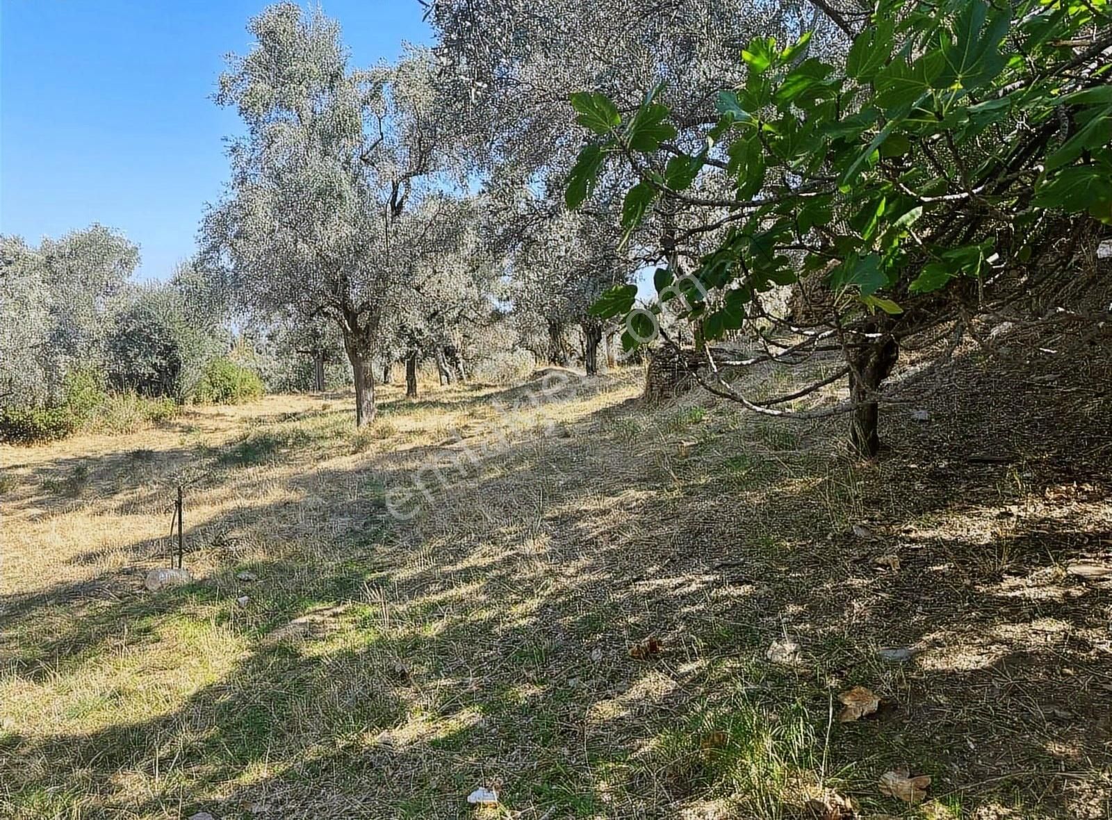 Pek Emlaktan Tirenin Dibinde Satılık Zeytin Bahçesi Manzaralı - Görsel 15