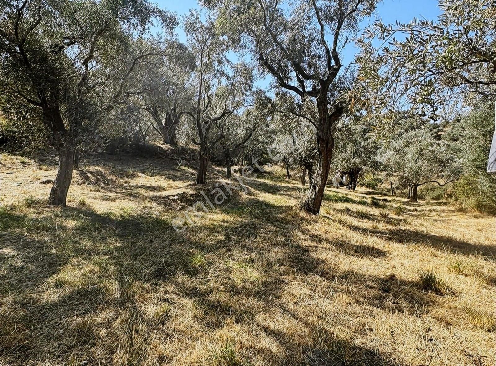 Pek Emlaktan Tirenin Dibinde Satılık Zeytin Bahçesi Manzaralı - Görsel 3