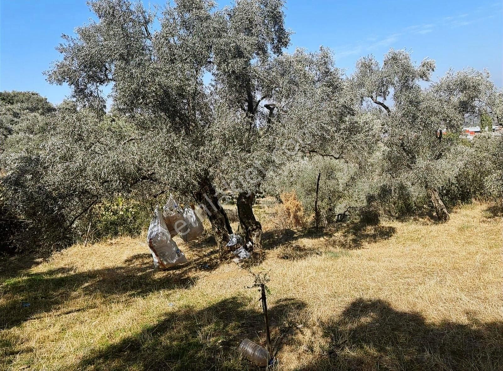Pek Emlaktan Tirenin Dibinde Satılık Zeytin Bahçesi Manzaralı - Görsel 14
