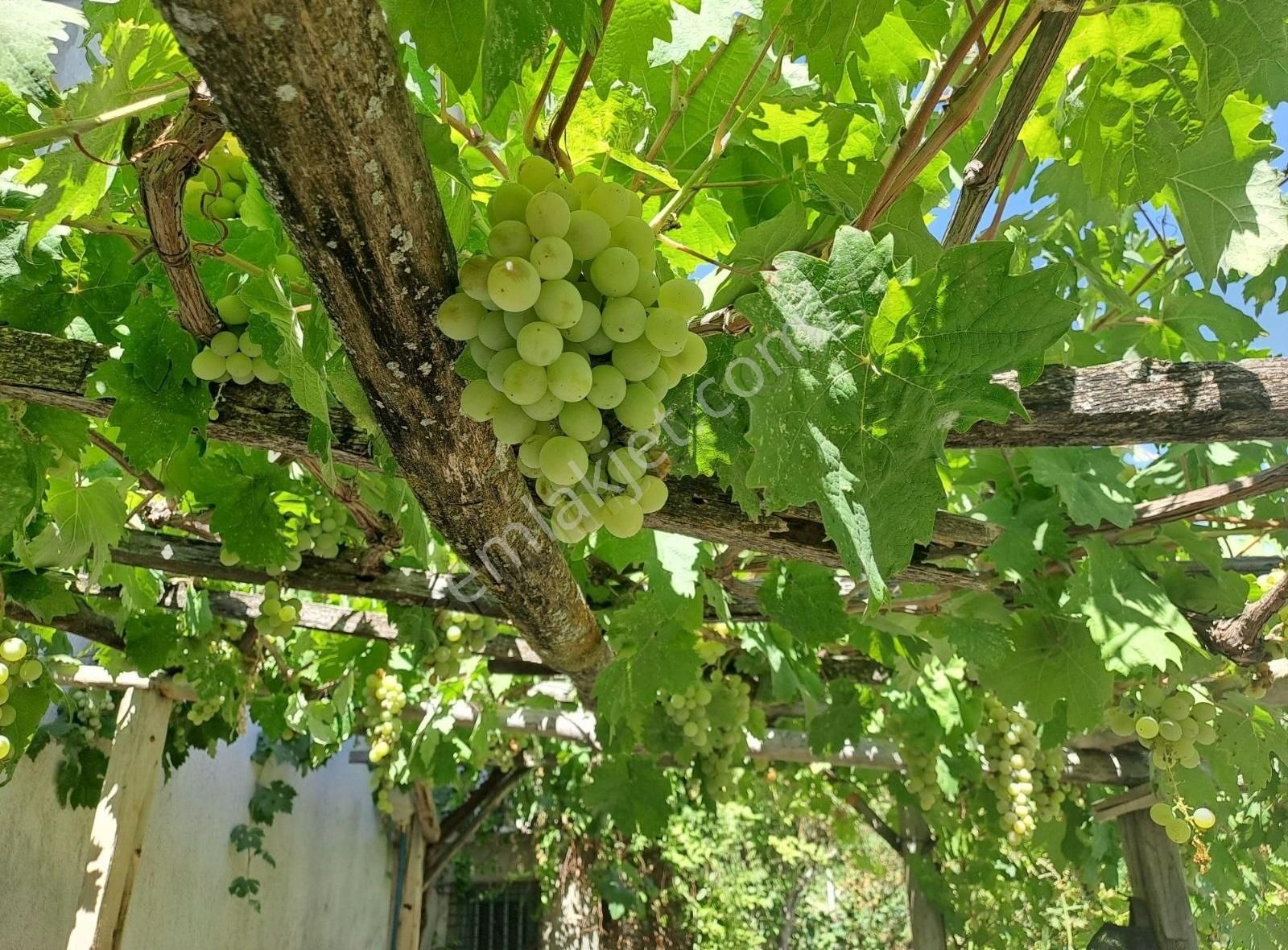 Konya Seydişehir Boyalı Mah. Müstakil Ev İki Katlı 3+1 Daire - Görsel 3