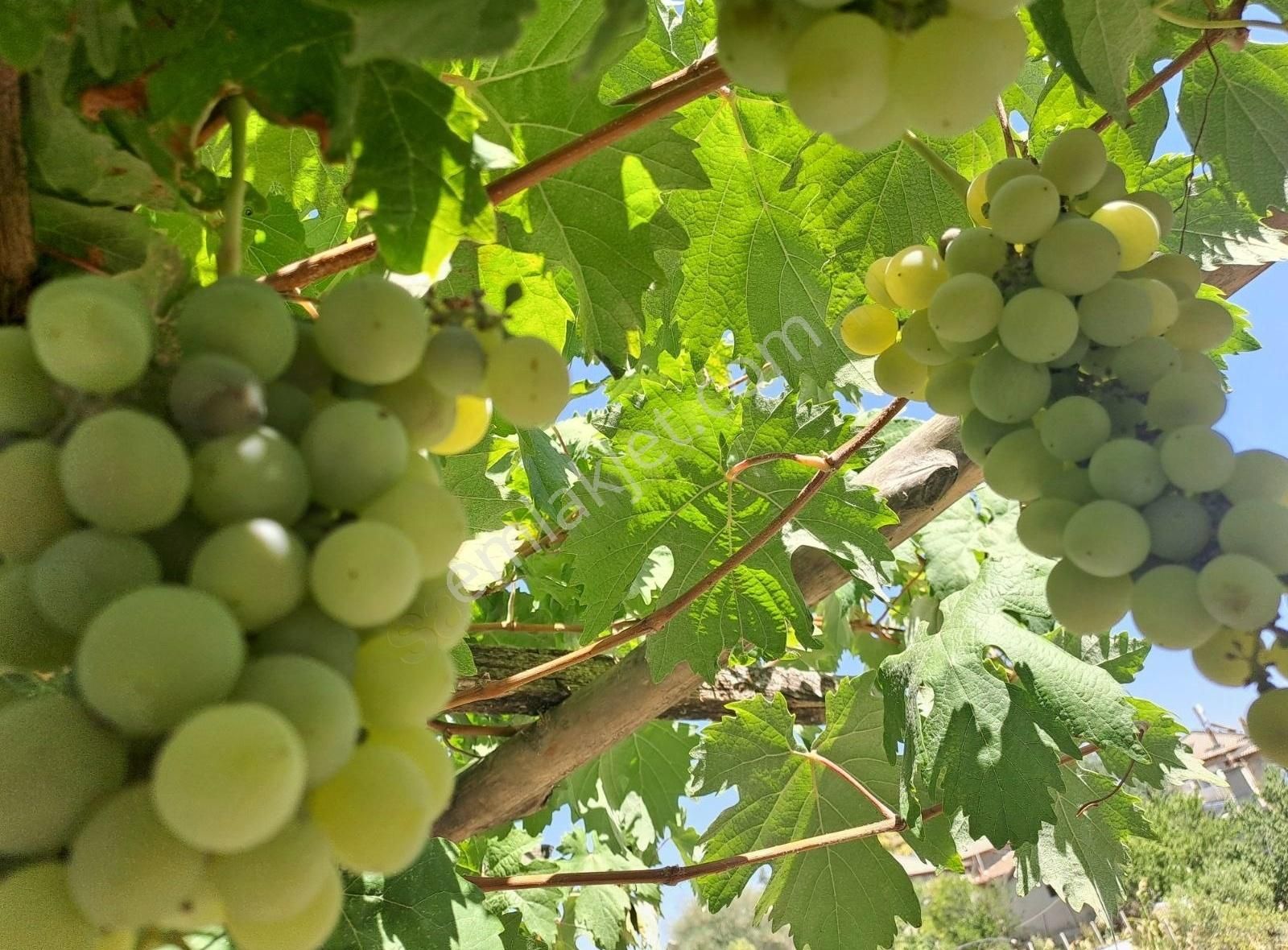 Konya Seydişehir Boyalı Mah. Müstakil Ev İki Katlı 3+1 Daire - Görsel 8