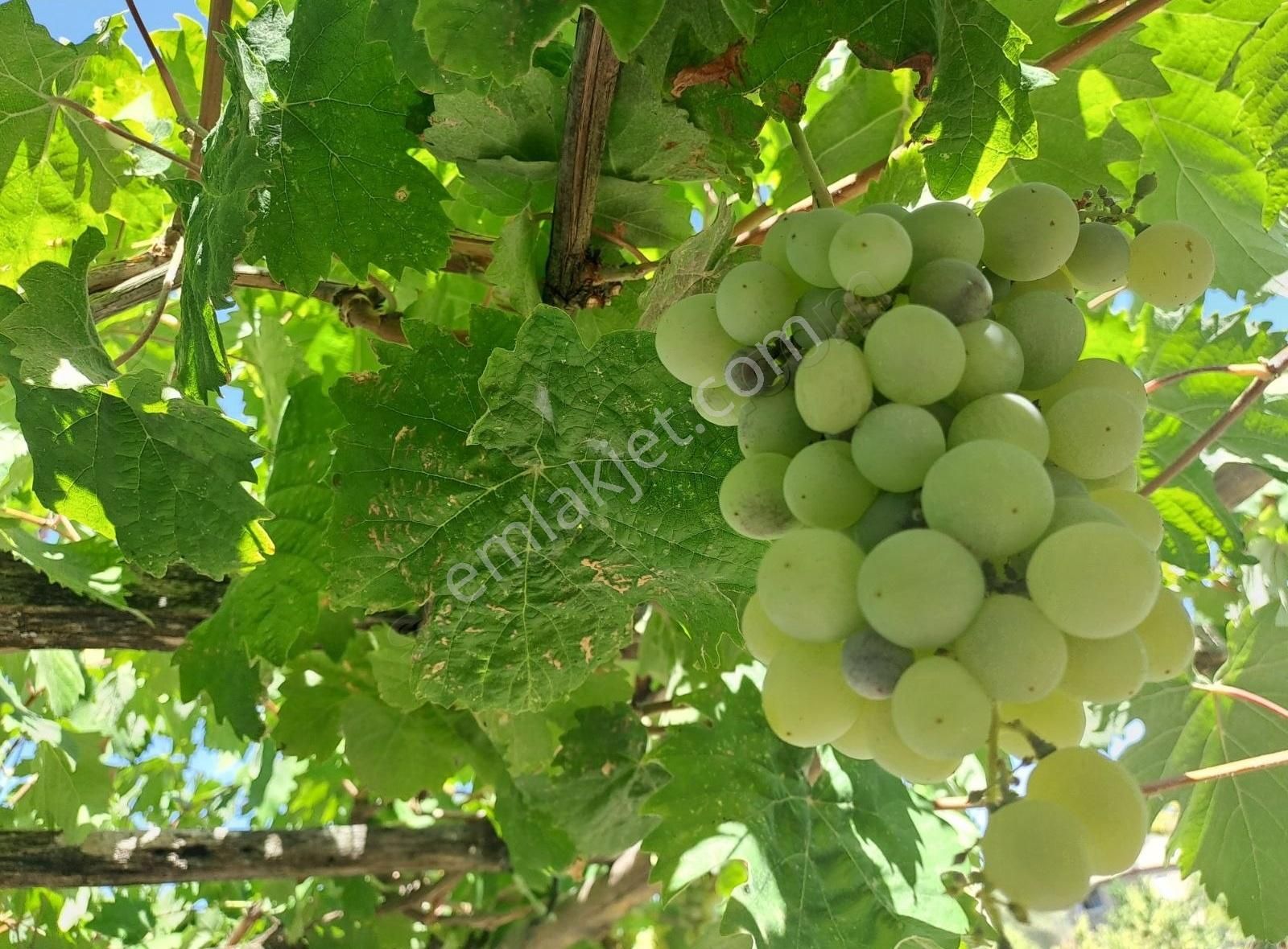 Konya Seydişehir Boyalı Mah. Müstakil Ev İki Katlı 3+1 Daire - Görsel 28