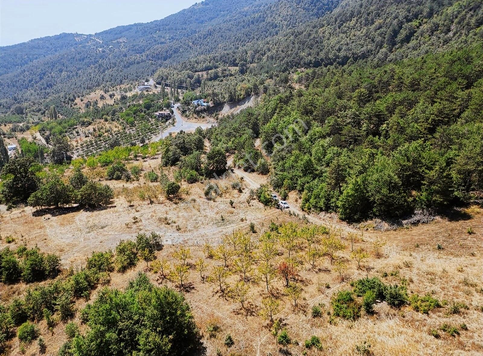 Pamukova Kadıköy Mahallesi'nde Yatırımlık Ceviz Bahçesi - Görsel 5