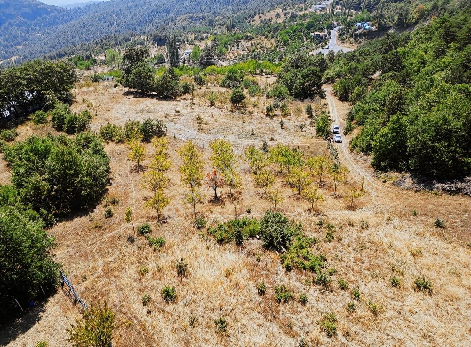 Pamukova Kadıköy Mahallesi'nde Yatırımlık Ceviz Bahçesi - Görsel 25