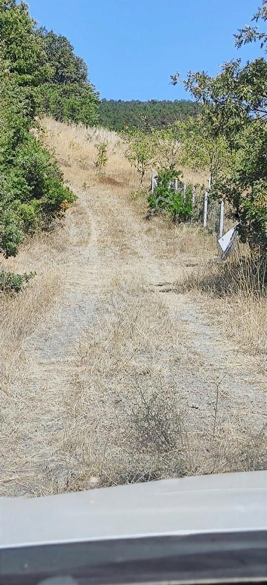 Pamukova Kadıköy Mahallesi'nde Yatırımlık Ceviz Bahçesi - Görsel 19