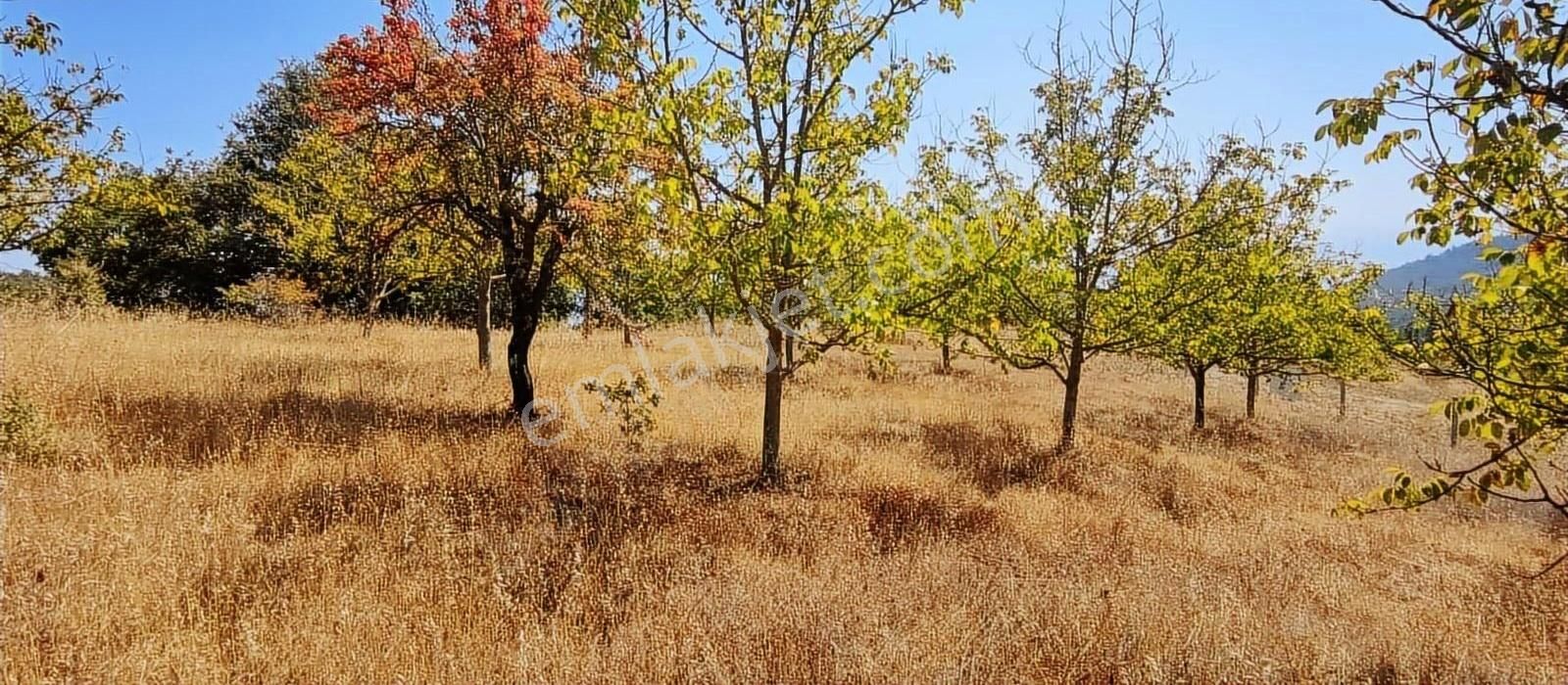 Pamukova Kadıköy Mahallesi'nde Yatırımlık Ceviz Bahçesi - Görsel 11